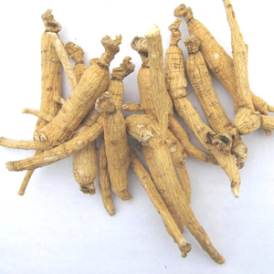 american-ginseng