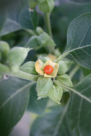 Ashwagandha Berry (image by Wowbobwow12)