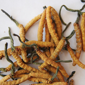 Cordyceps Mushroom