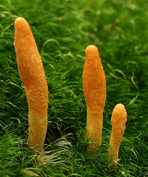 Cordyceps Militaris (Image by Andreas Kunze)