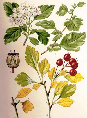 hawthornberry-drawn