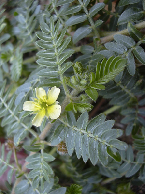 tribulus-terrestris