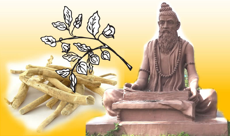 Ashwagandha: The 2,000-Year-Old Ayurvedic Herb Backed By Modern Science