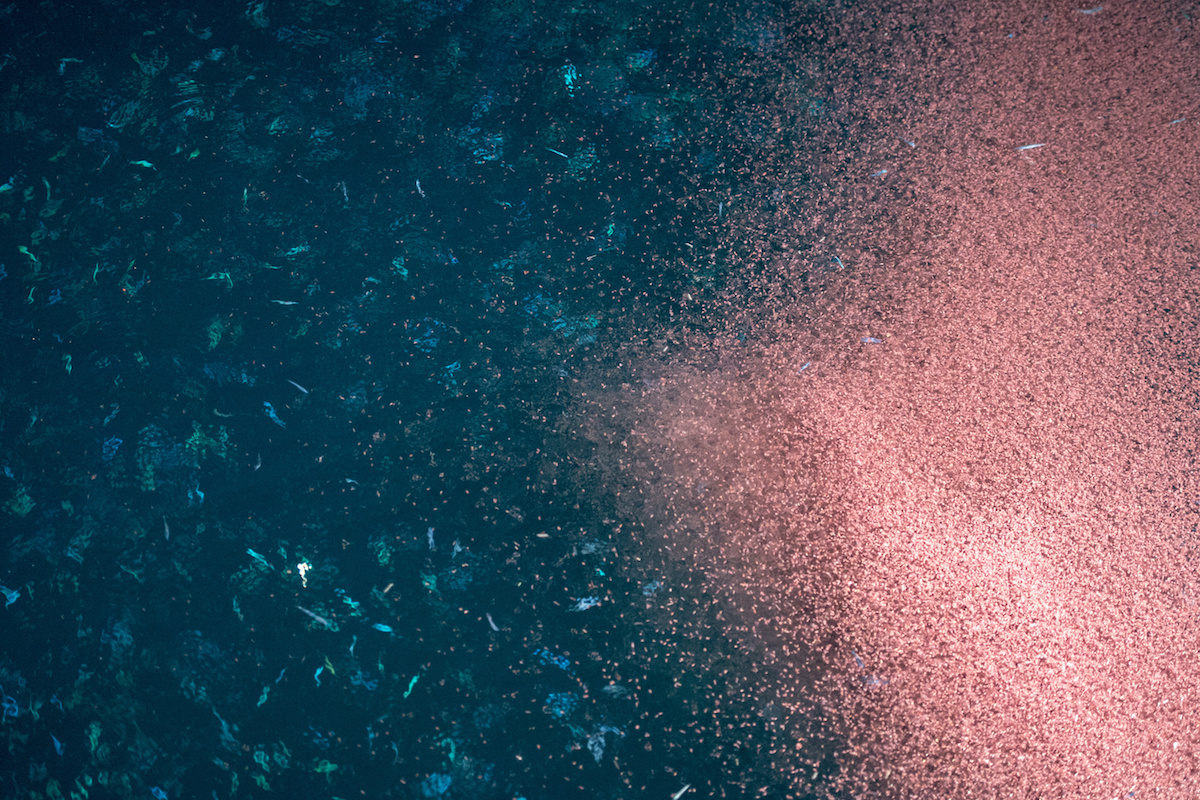 What is Krill? A Powerful Source of Omega-3’s