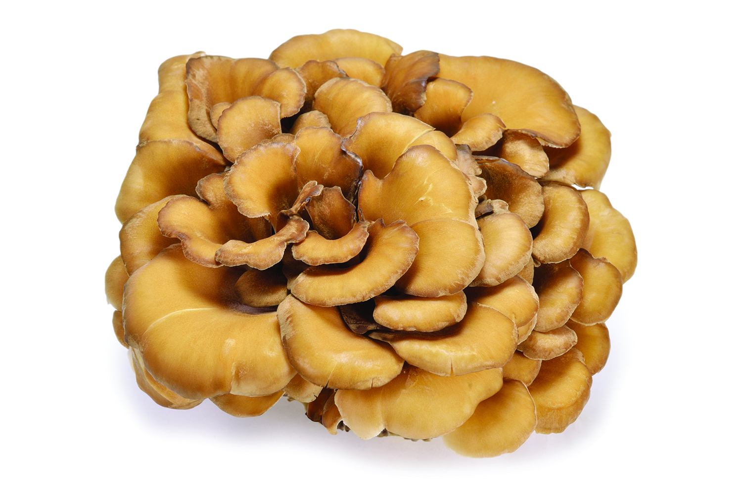 Everything You Don’t Know (Yet) about Maitake Mushrooms and Your Health