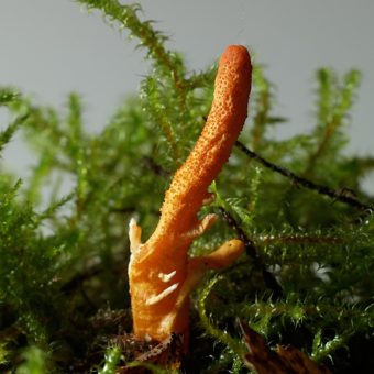 Cordyceps Mushroom - Hagen Graebner CC BY 3.0