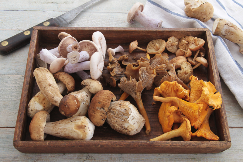 5 Tips for Using Medicinal Mushrooms for Health Benefits