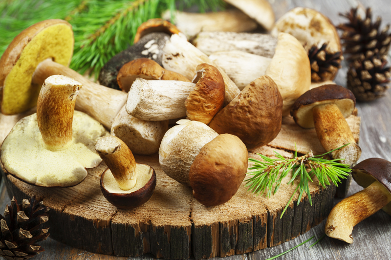10 Facts You Need to Know about Medicinal Mushrooms