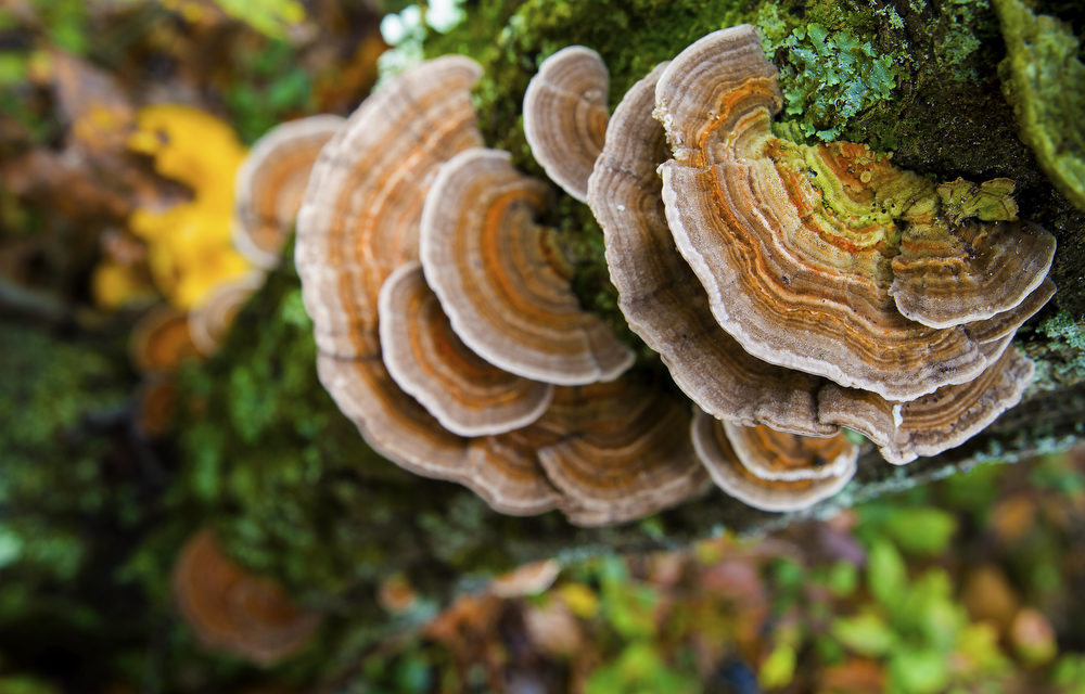 Everything You Don’t Know about Turkey Tail Mushrooms and Your Health