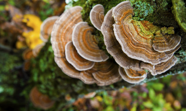 Everything You Don’t Know about Turkey Tail Mushrooms and Your Health